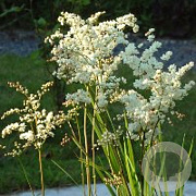 Filipendula vulgaris GM P9