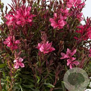 Gaura l. Gaudi Red GM P9