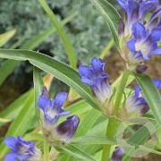 Gentiana dahurica GM P9