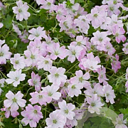 Geranium Dreamland GM P9 BIO