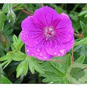 Geranium 'Khan' GM P9 BIO