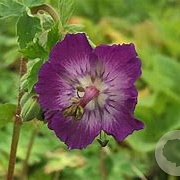 Geranium phaeum GM P9 BIO