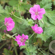 Geranium rivers. 'Russell Prichard' GM P9