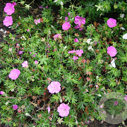Geranium sang. 'Ankum's Pride' GM P9