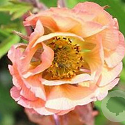 Geum 'Smokey Peach' GM P9 BIO