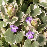 Glechoma hederacea 'Variegata' GM P9