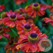 Helenium 'Baudirektor Linne' GM P9