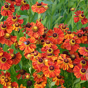 Helenium 'Baudirektor Linne' GM P9