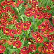 Helenium 'Dunkle Pracht' GM P9