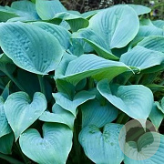 Hosta 'Fragrant Blue' GM P9