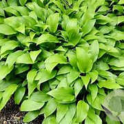 Hosta lancifolia GM P9 BIO