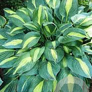 Hosta 'Striptease' GM P9