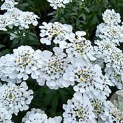 Iberis 'Masterpiece' GM P9 BIO