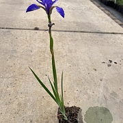 Iris sib. 'Blue King' GM P9