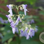 Isodon rubescens GM P9