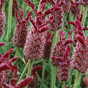 Lavandula 'Helmsdale' GM P9 BIO