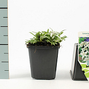 Leontopodium alpinum GM P9