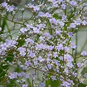 Limonium latifolium GM P9 BIO
