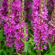 Lythrum Robin GM P9 BIO