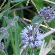 Mentha pulegium GM P9