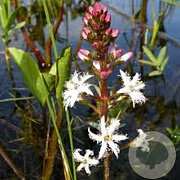 Menyanthes trifoliata GM P9