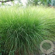 Miscanthus sinensis GM P9 BIO