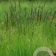Molinia caerulea GM P9 BIO