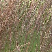 Molinia caerulea 'Edith Dudszus' GM P9 BIO