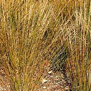Molinia caerulea 'Moorhexe' GM P9 BIO