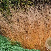 Molinia caerulea 'Poul Petersen' GM P9 BIO