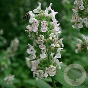 Nepeta cataria GM P9 BIO
