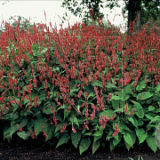 Persicaria a. 'Speciosa' GM P9