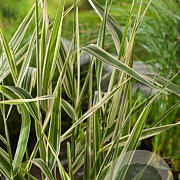 Phalaris arundinacea GM P9 BIO
