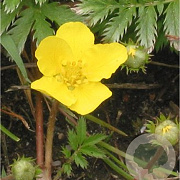 Potentilla anserina GM P9
