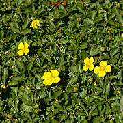 Potentilla neumanniana GM P9