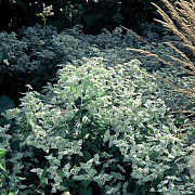 Pycnanthemum muticum GM P9