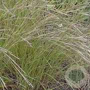 Schizachyrium sc. 'Wild West' GM P9