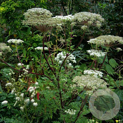 Selinum carvifolium GM P9
