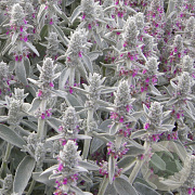 Stachys byzantina GM P9 BIO