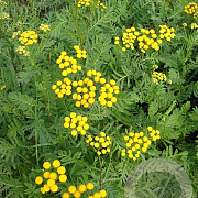 Tanacetum vulgare GM P9