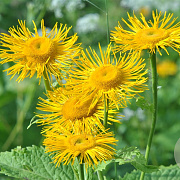 Telekia speciosa GM P9 BIO
