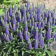 Veronica austr. 'Royal Blue' GM P9