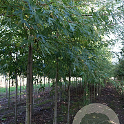 Acer saccharum 14-16 HO draadkluit