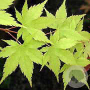 Acer s. 'Lutescens' 30-35 HO draadkluit