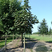 Aesculus hippocastanum 25-30 HO draadkluit