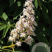 Aesculus hippocastanum 30-35 HO draadkluit