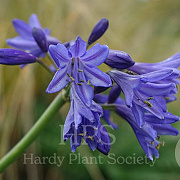 Agapanthus 'Northern Star' GM P9