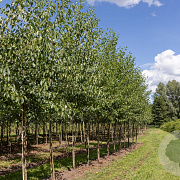 Alnus cordata 10-12 HO draadkluit