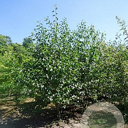Alnus cordata 300-350 cm draadkluit meerstammig