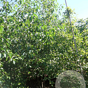 Alnus cordata 350-400 cm draadkluit meerstammig op aanvraag